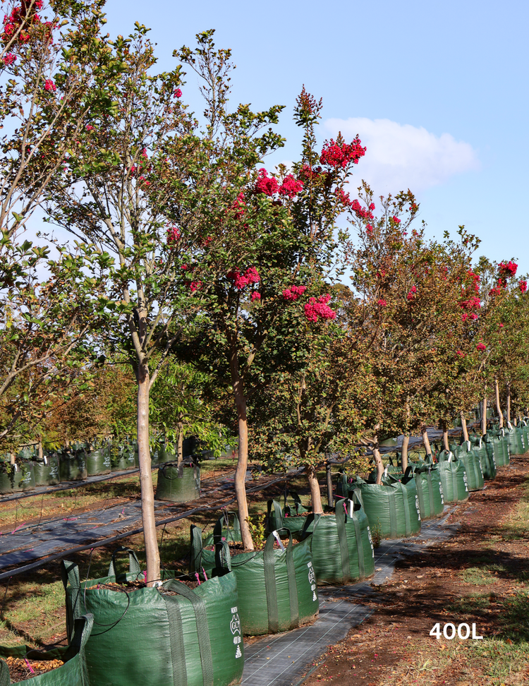 Lagerstroemia indica 'Tuscarora' (Dark Pink)