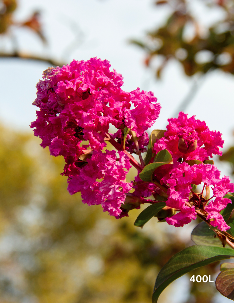 Lagerstroemia indica 'Tuscarora' (Dark Pink)