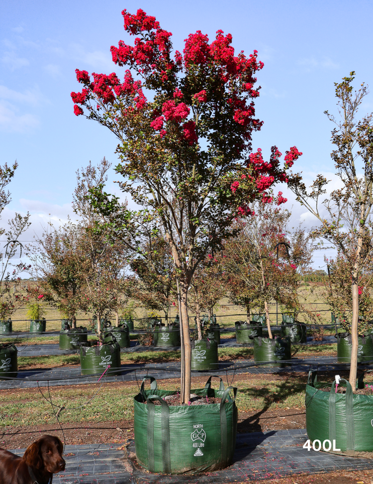 Lagerstroemia indica 'Tuscarora' (Dark Pink)