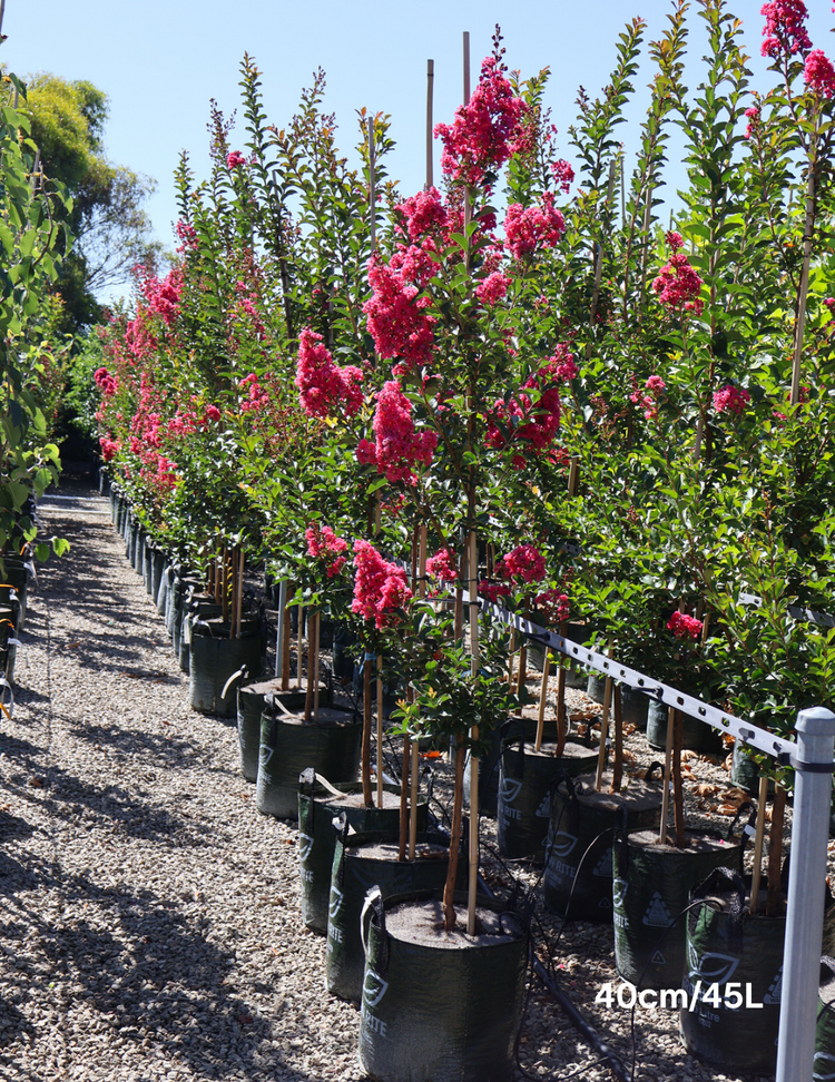 Lagerstroemia indica 'Tuscarora' (Dark Pink)