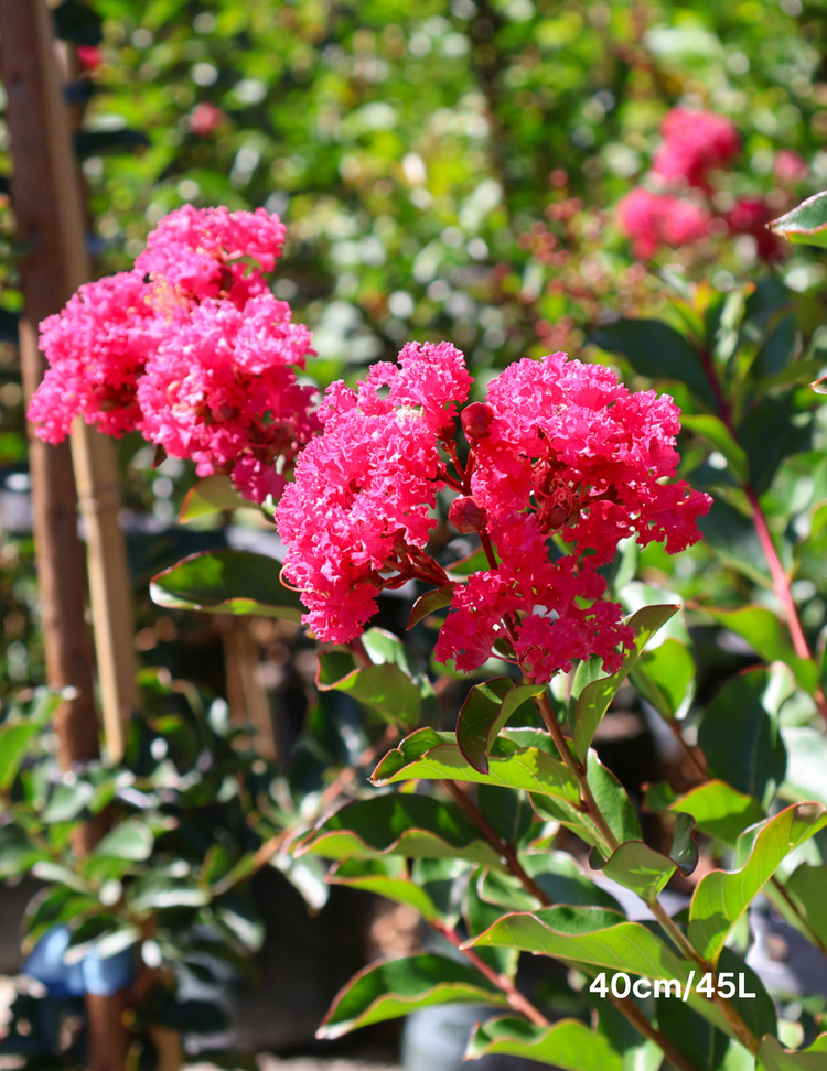 Lagerstroemia indica 'Tuscarora' (Dark Pink)