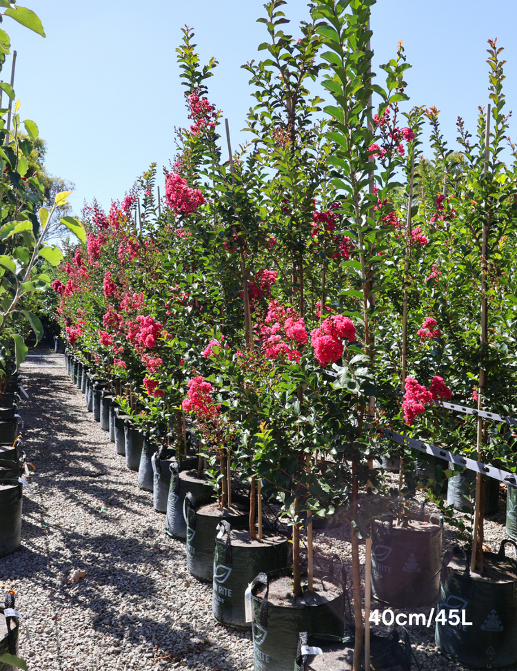 Lagerstroemia indica 'Tuscarora' (Dark Pink)