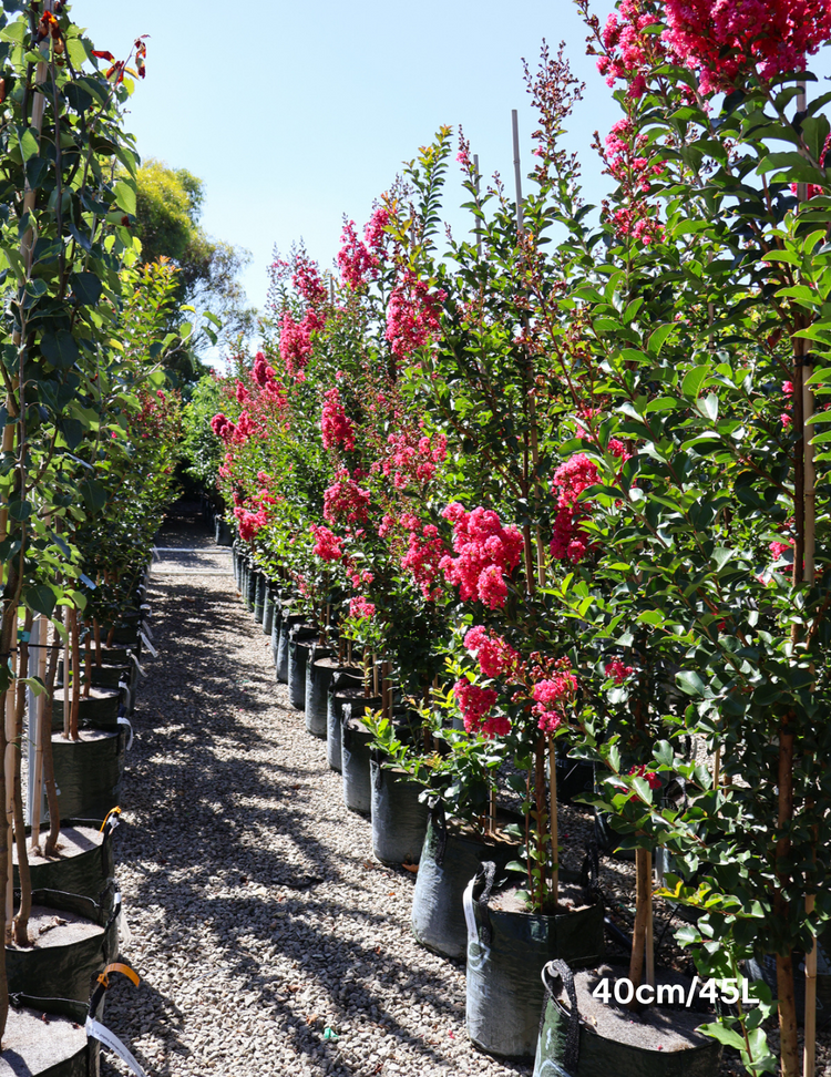 Lagerstroemia indica 'Tuscarora' (Dark Pink)