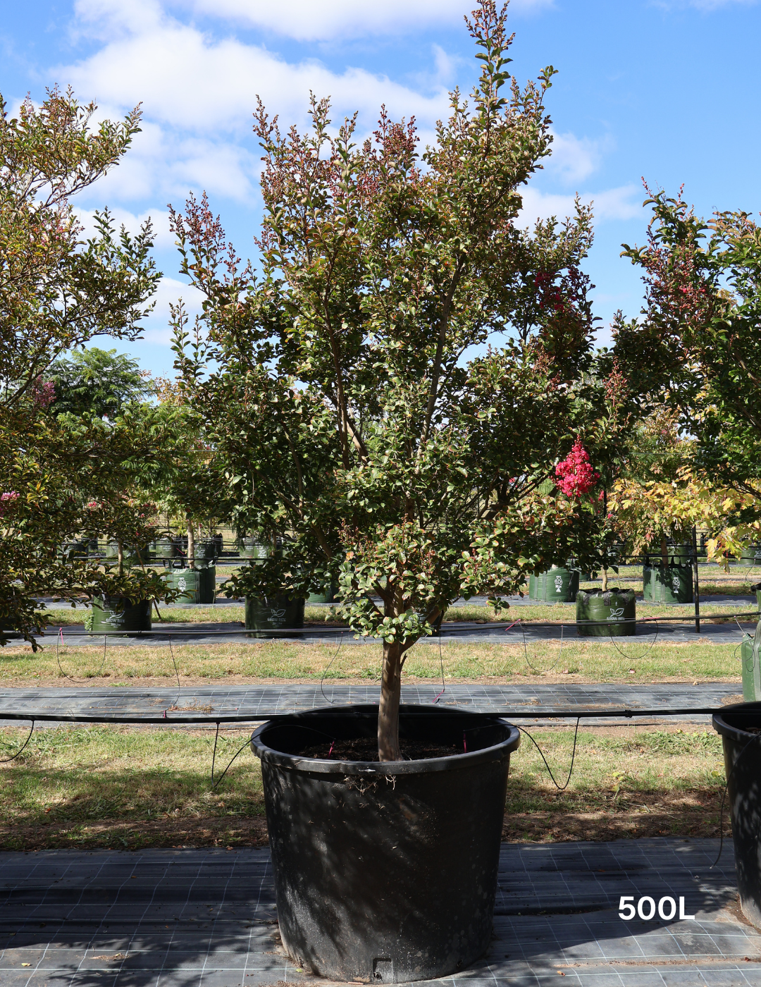 Lagerstroemia indica 'Tuscarora' (Dark Pink)