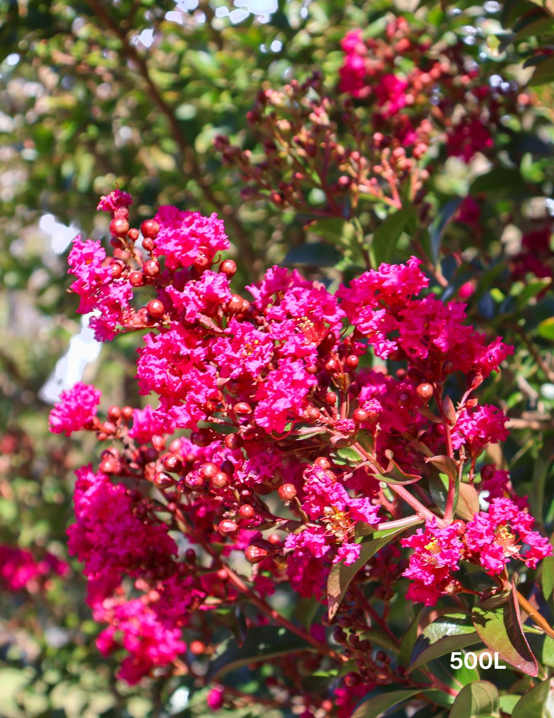 Lagerstroemia indica 'Tuscarora' (Dark Pink)