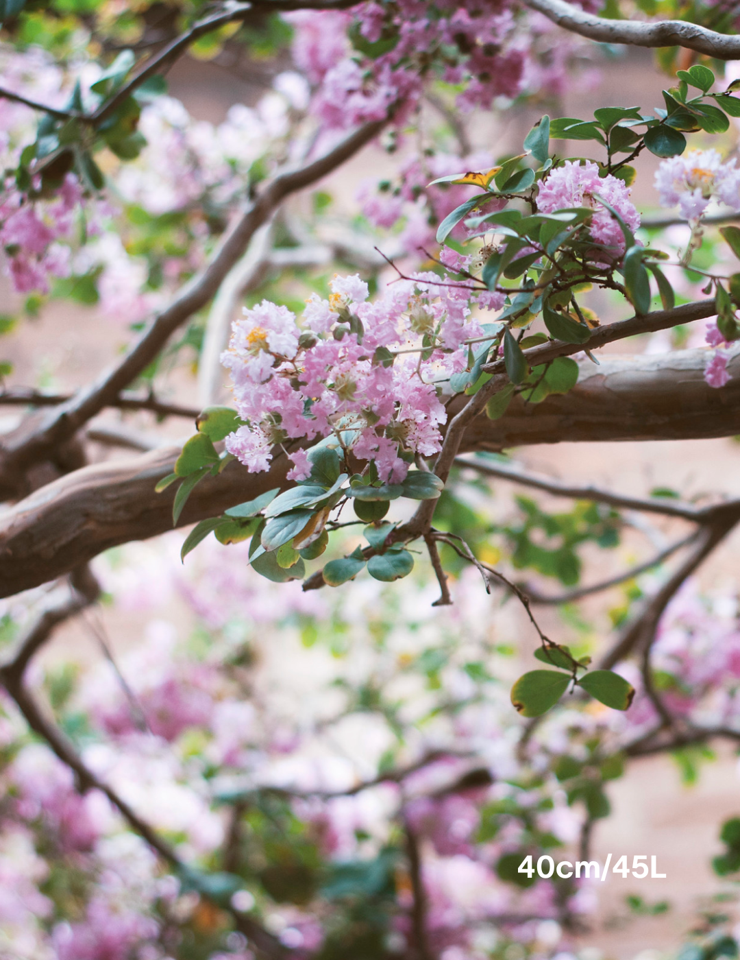 Lagerstroemia indica 'Yuma' (Light Pink) - Evergreen Trees Direct