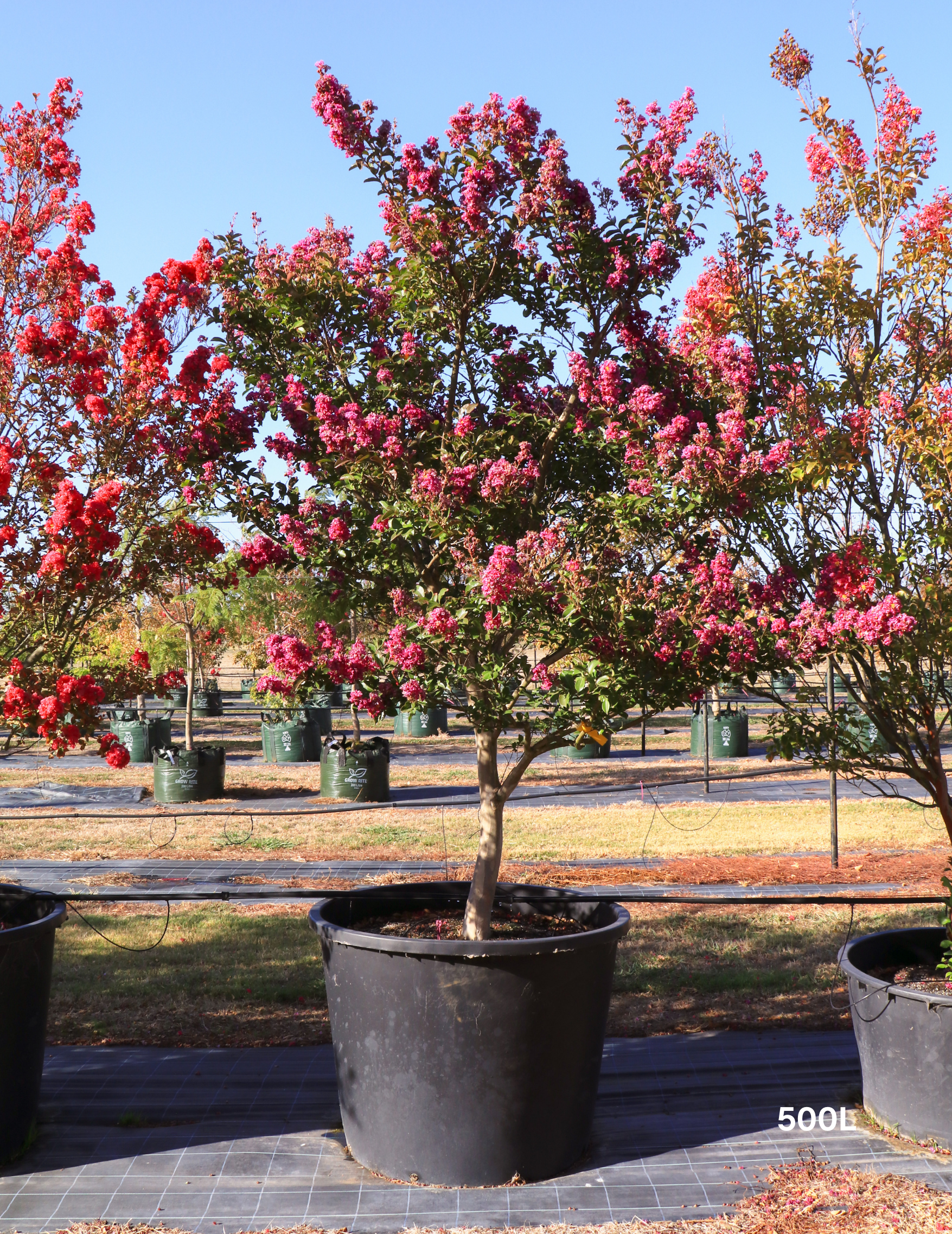 Lagerstroemia indica 'Zuni' - Pink Crepe Myrtle