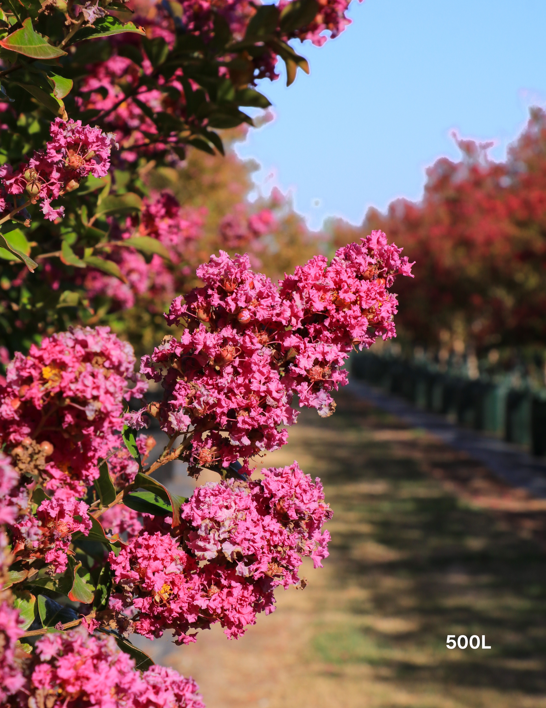 Lagerstroemia indica 'Zuni' - Pink Crepe Myrtle