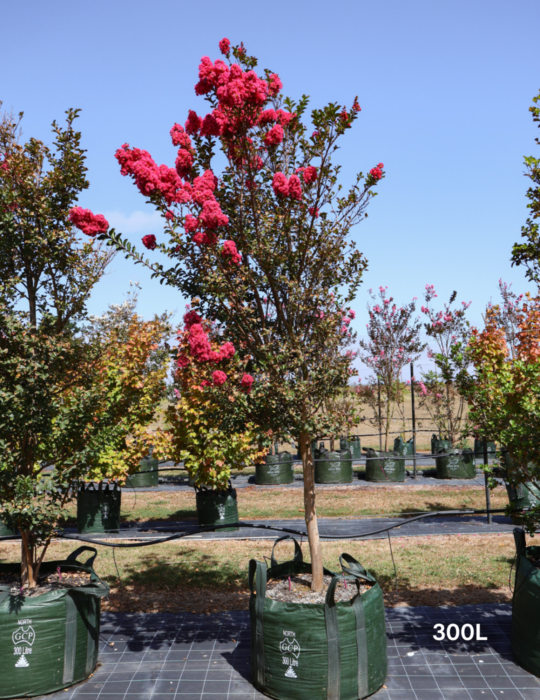 Lagerstroemia indica 'Tuscarora' (Dark Pink)