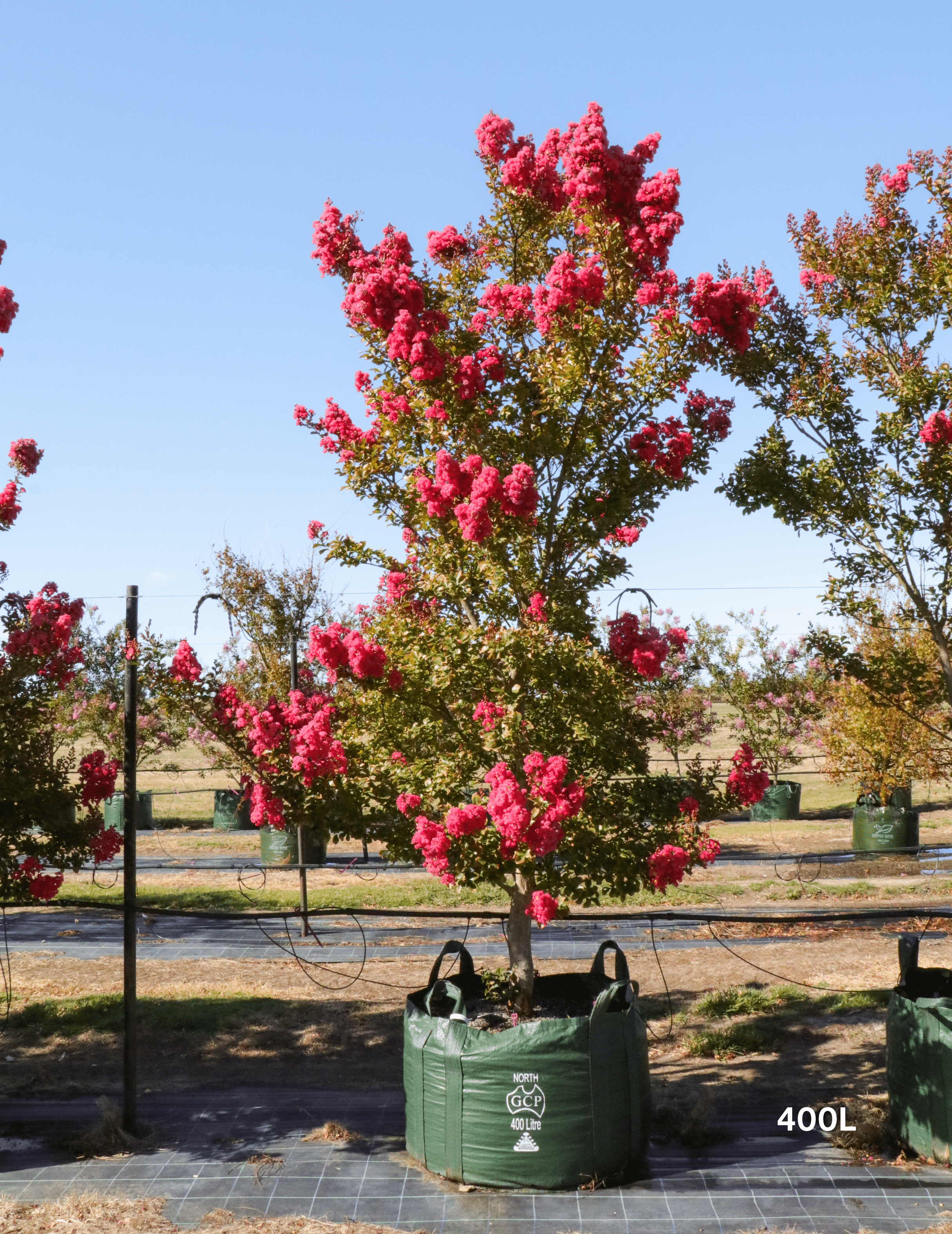 Lagerstroemia indica 'Tuscarora' - Dark Pink Crepe Myrtle thriving in full sun with minimal maintenance - Evergreen Trees Direct