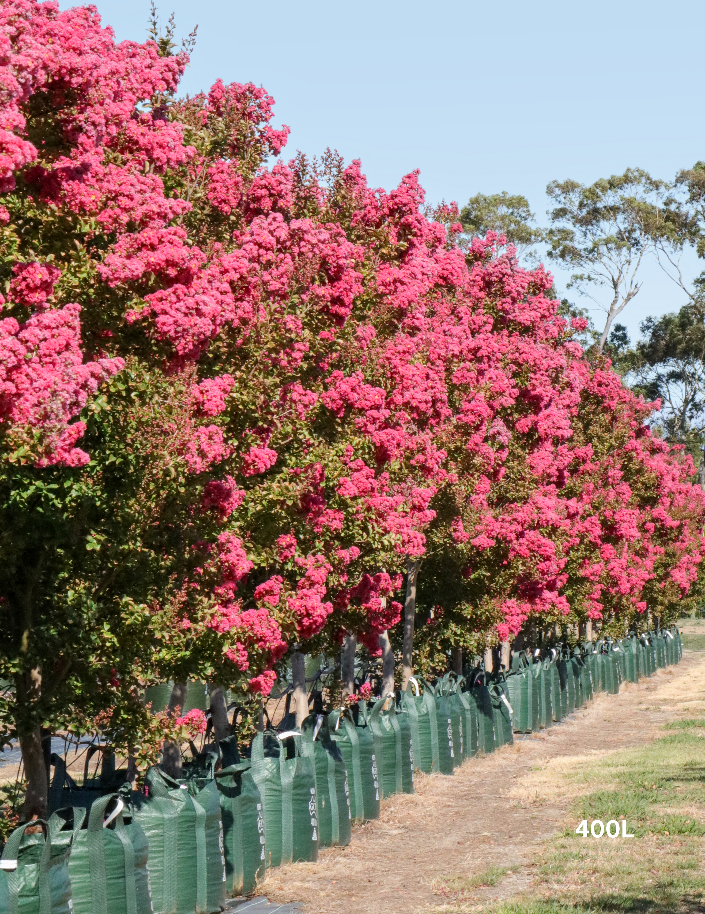 Lagerstroemia indica 'Tuscarora' - Dark Pink Crepe Myrtle