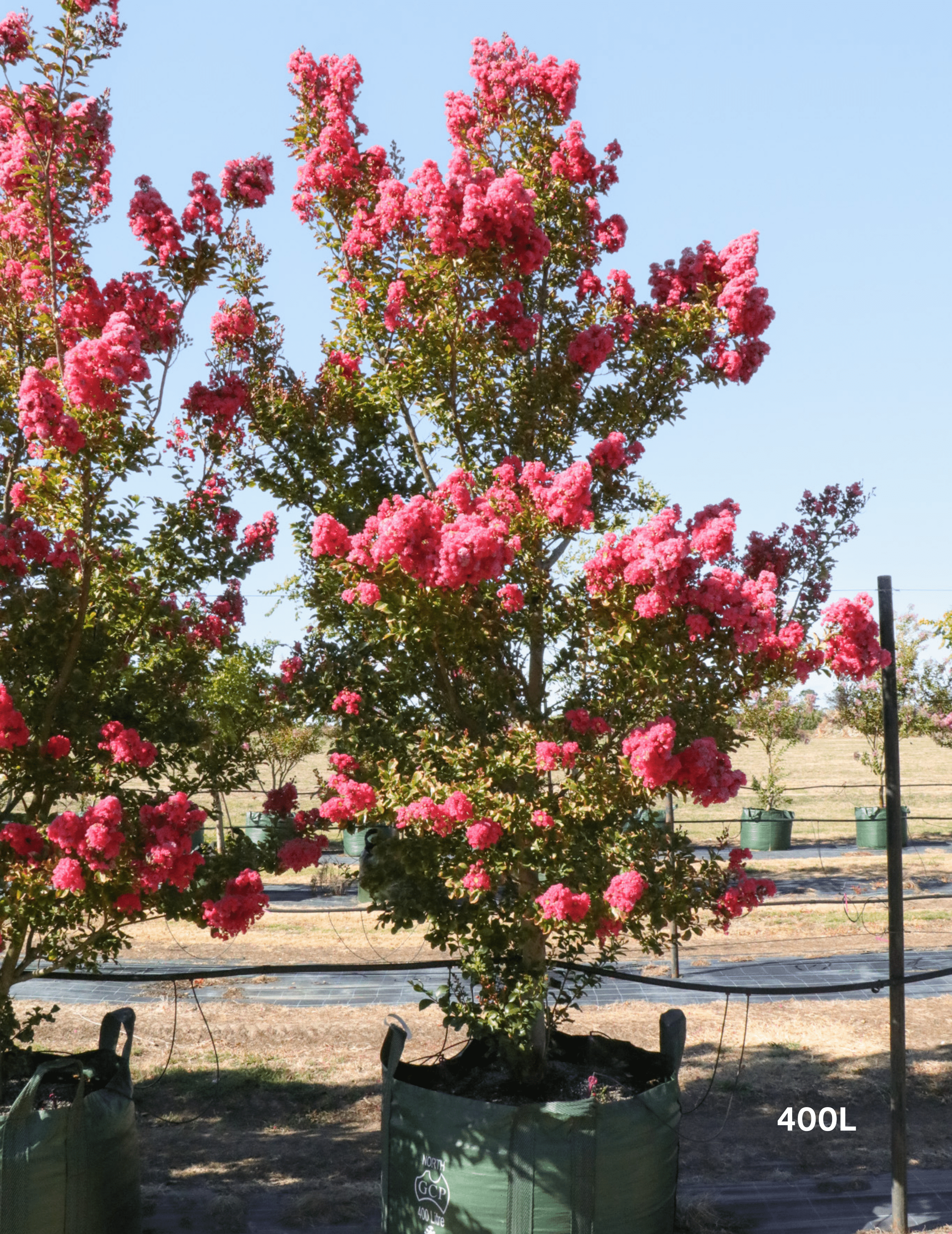 Lagerstroemia indica 'Tuscarora' - Dark Pink Crepe Myrtle tree in full bloom with vivid pink flowers - Evergreen Trees Direct