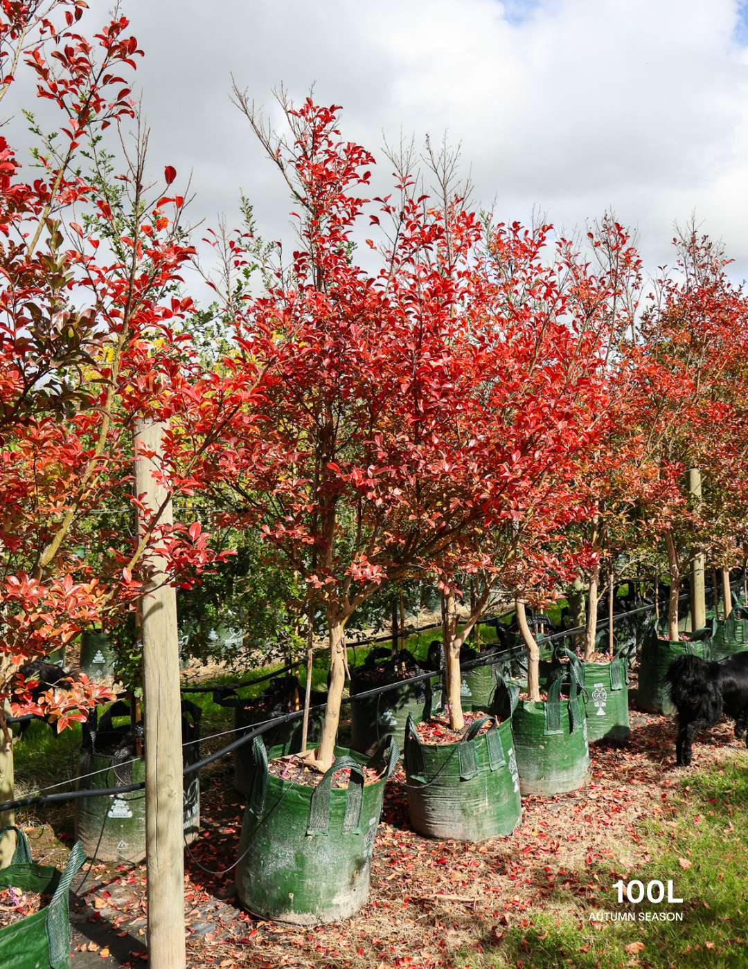 Lagerstroemia indica 'Sioux' (Fuschia Pink) - Evergreen Trees Direct