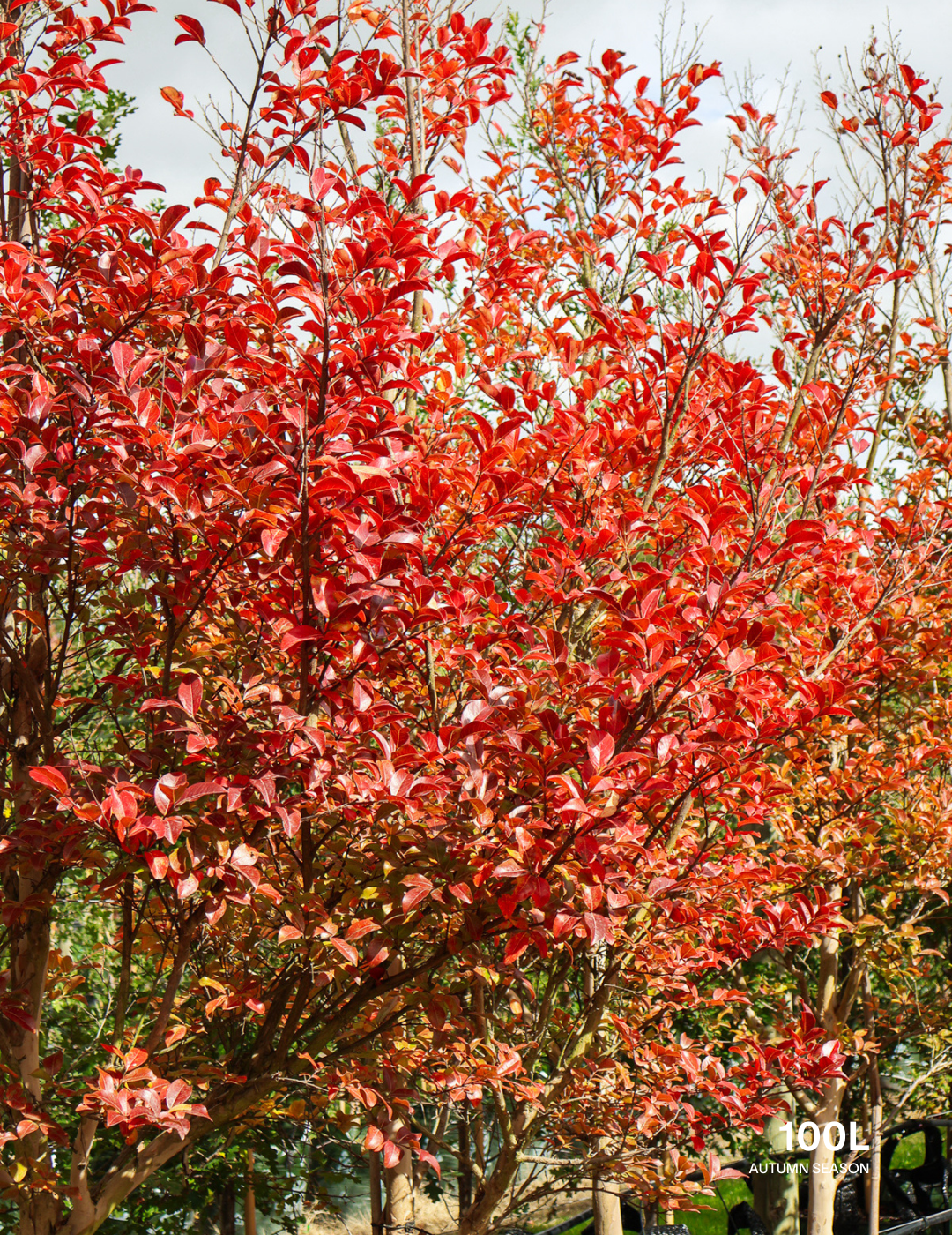 Lagerstroemia indica 'Sioux' (Fuschia Pink) - Evergreen Trees Direct