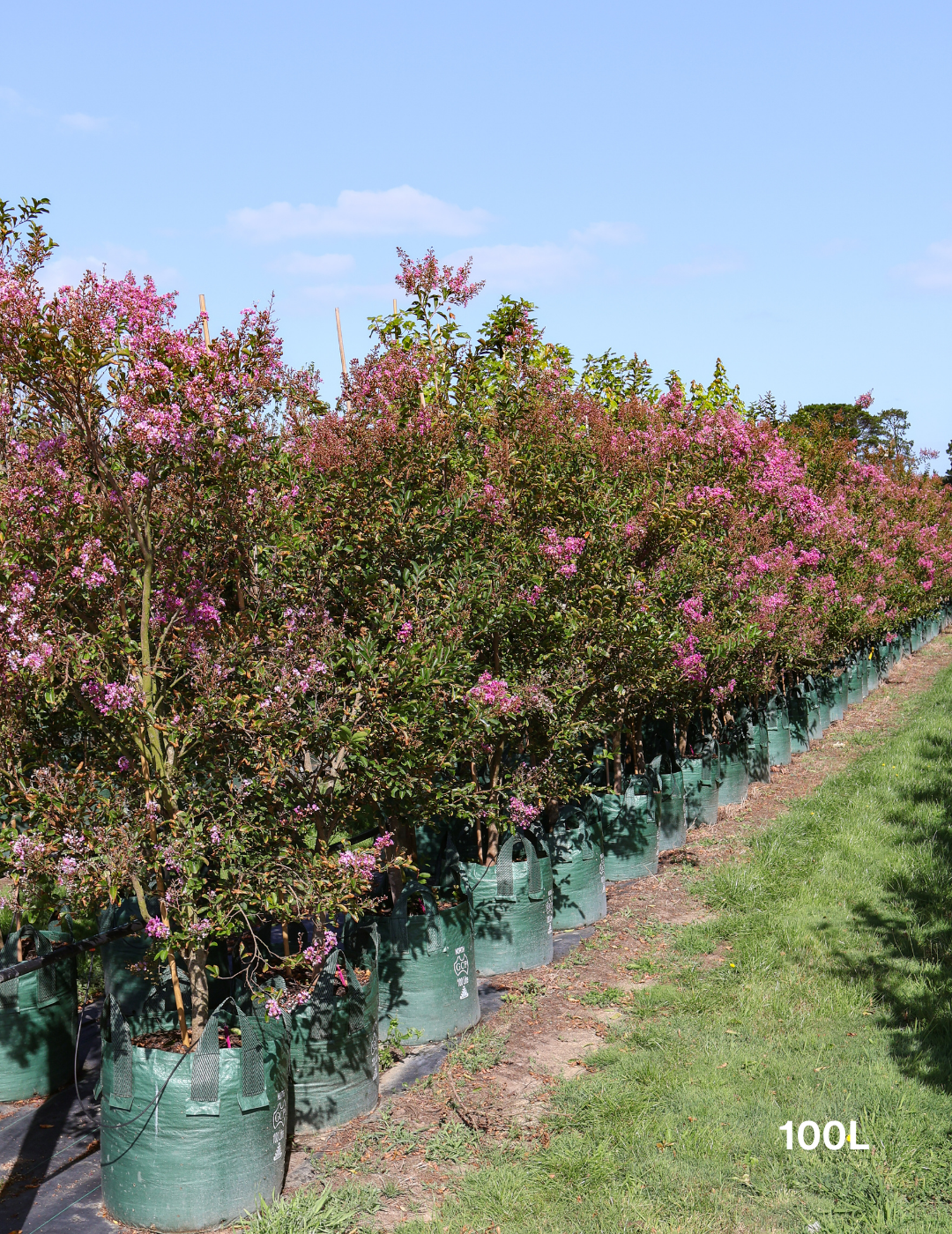 Lagerstroemia indica 'Sioux' (Fuschia Pink) - Evergreen Trees Direct