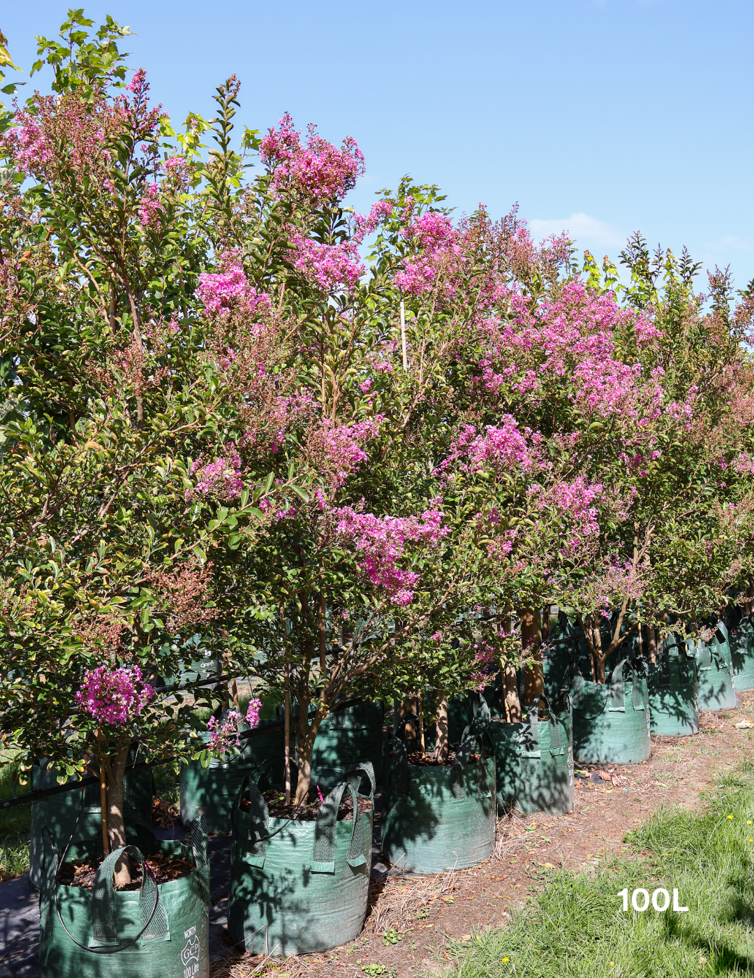 Lagerstroemia indica 'Sioux' (Fuschia Pink) - Evergreen Trees Direct