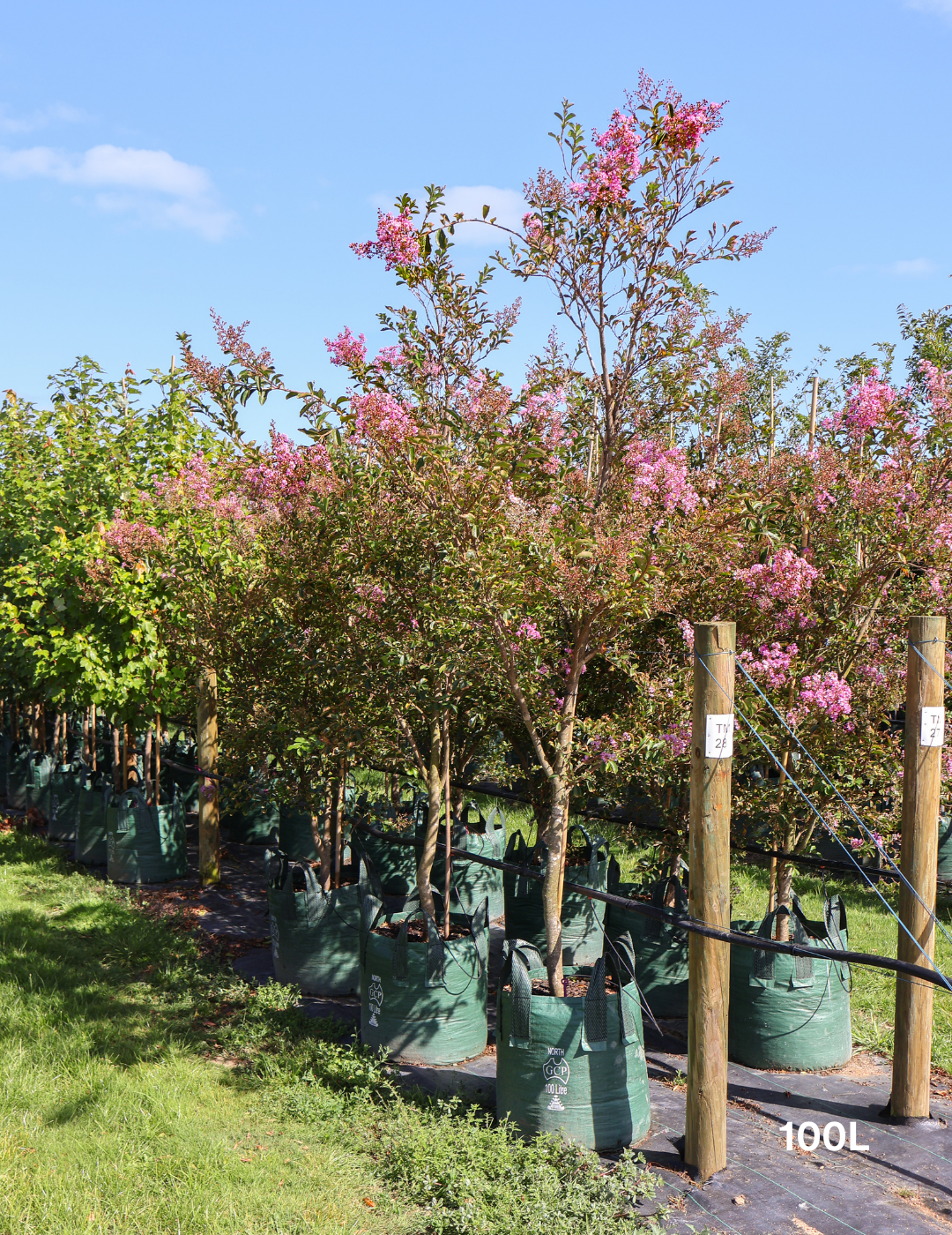 Lagerstroemia indica 'Sioux' (Fuschia Pink) - Evergreen Trees Direct