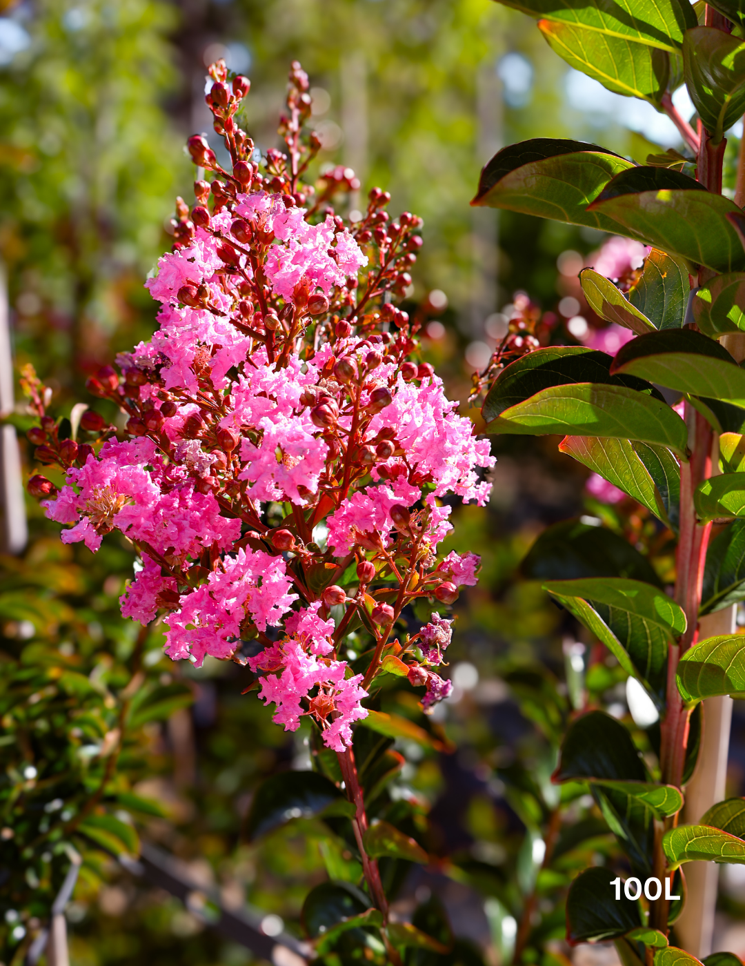 Lagerstroemia indica 'Sioux' (Fuschia Pink) - Evergreen Trees Direct