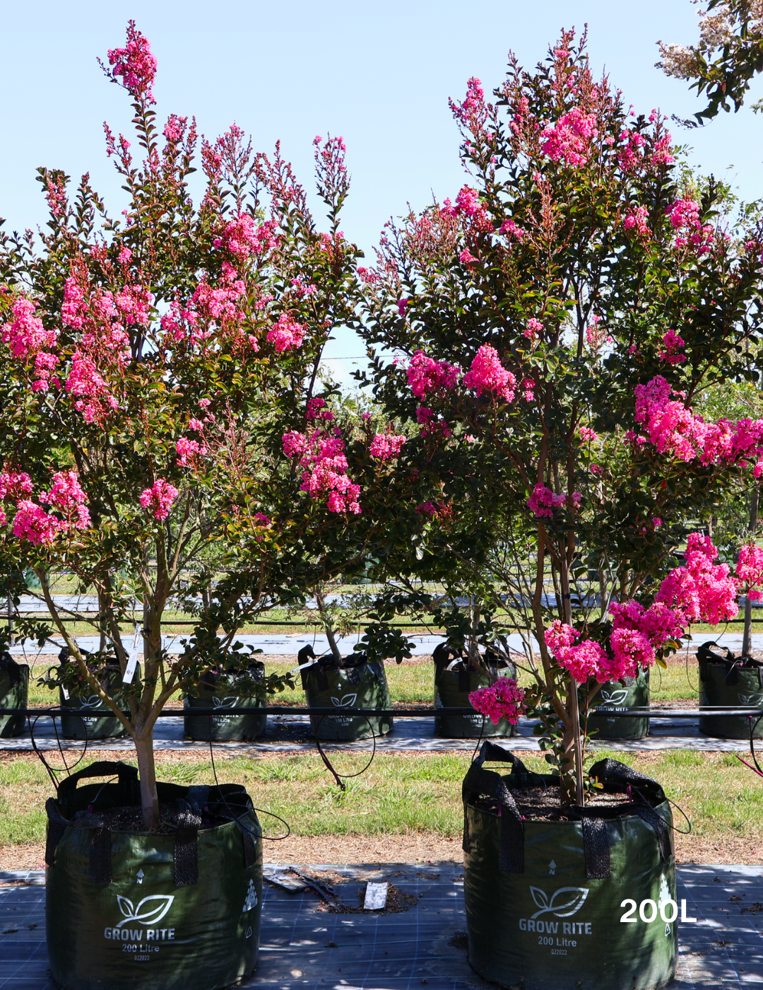 Lagerstroemia indica 'Sioux' (Fuschia Pink) - Evergreen Trees Direct