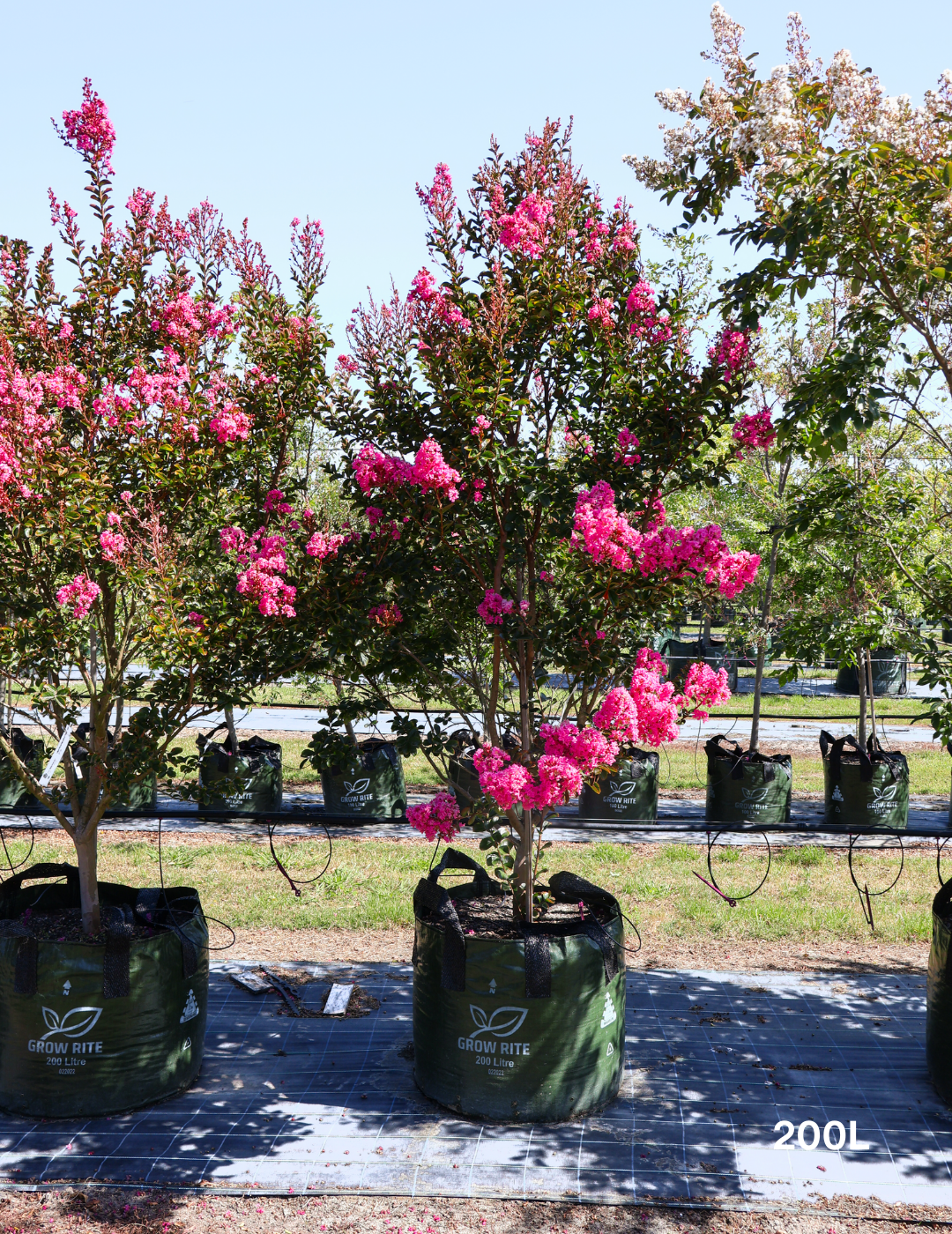 Lagerstroemia indica 'Sioux' (Fuschia Pink) - Evergreen Trees Direct