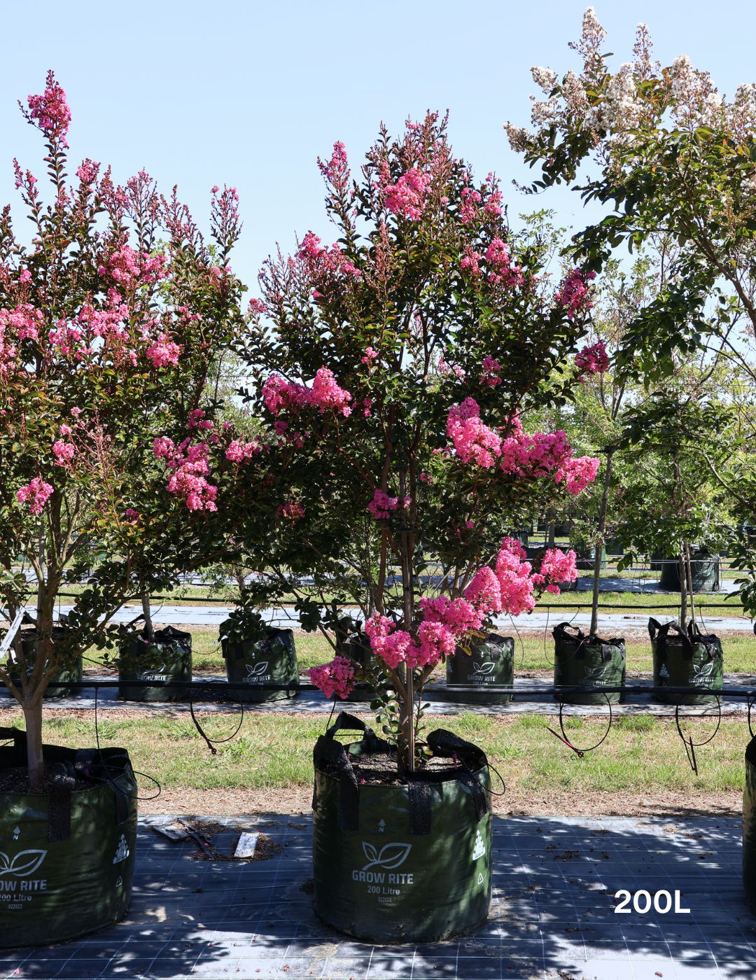 Lagerstroemia indica 'Sioux' (Fuschia Pink) - Evergreen Trees Direct