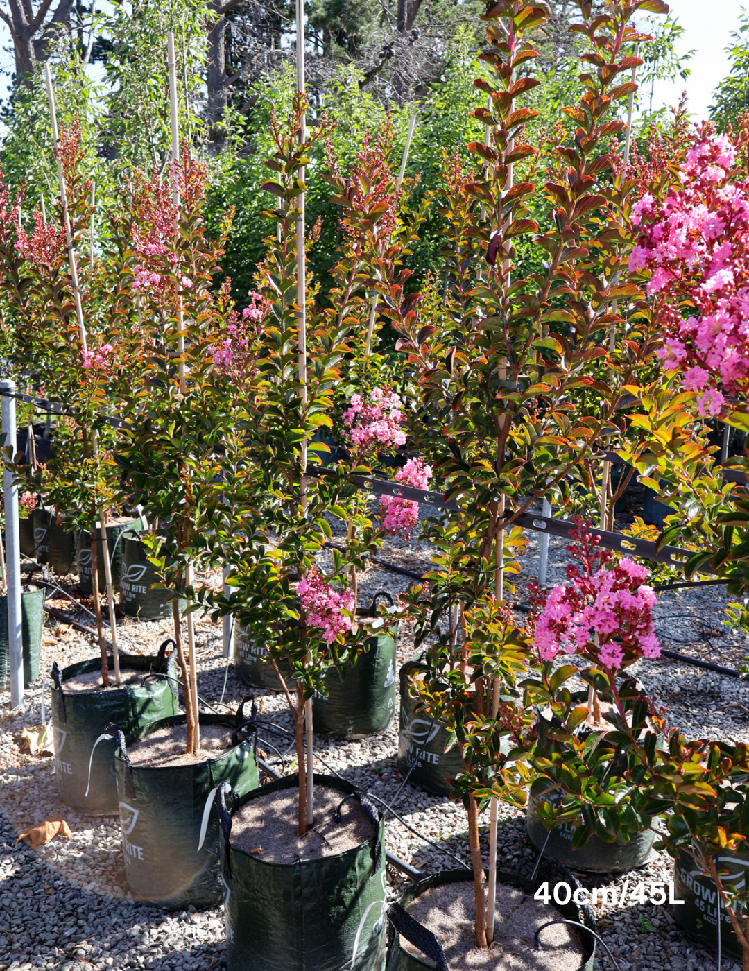 Lagerstroemia indica 'Sioux' (Fuschia Pink) - Evergreen Trees Direct