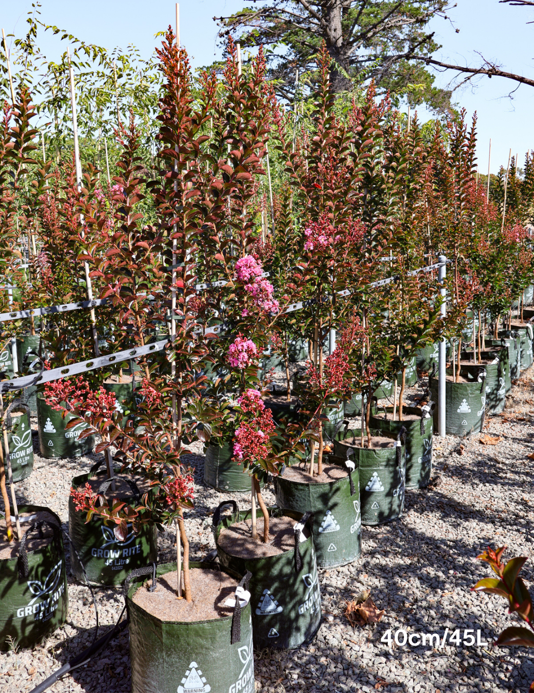 Lagerstroemia indica 'Sioux' (Fuschia Pink) - Evergreen Trees Direct