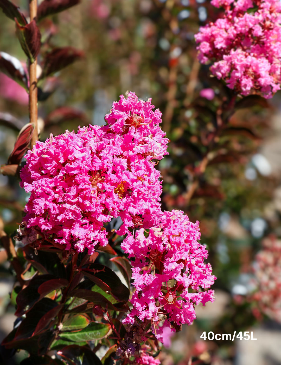 Lagerstroemia indica 'Sioux' (Fuschia Pink) - Evergreen Trees Direct