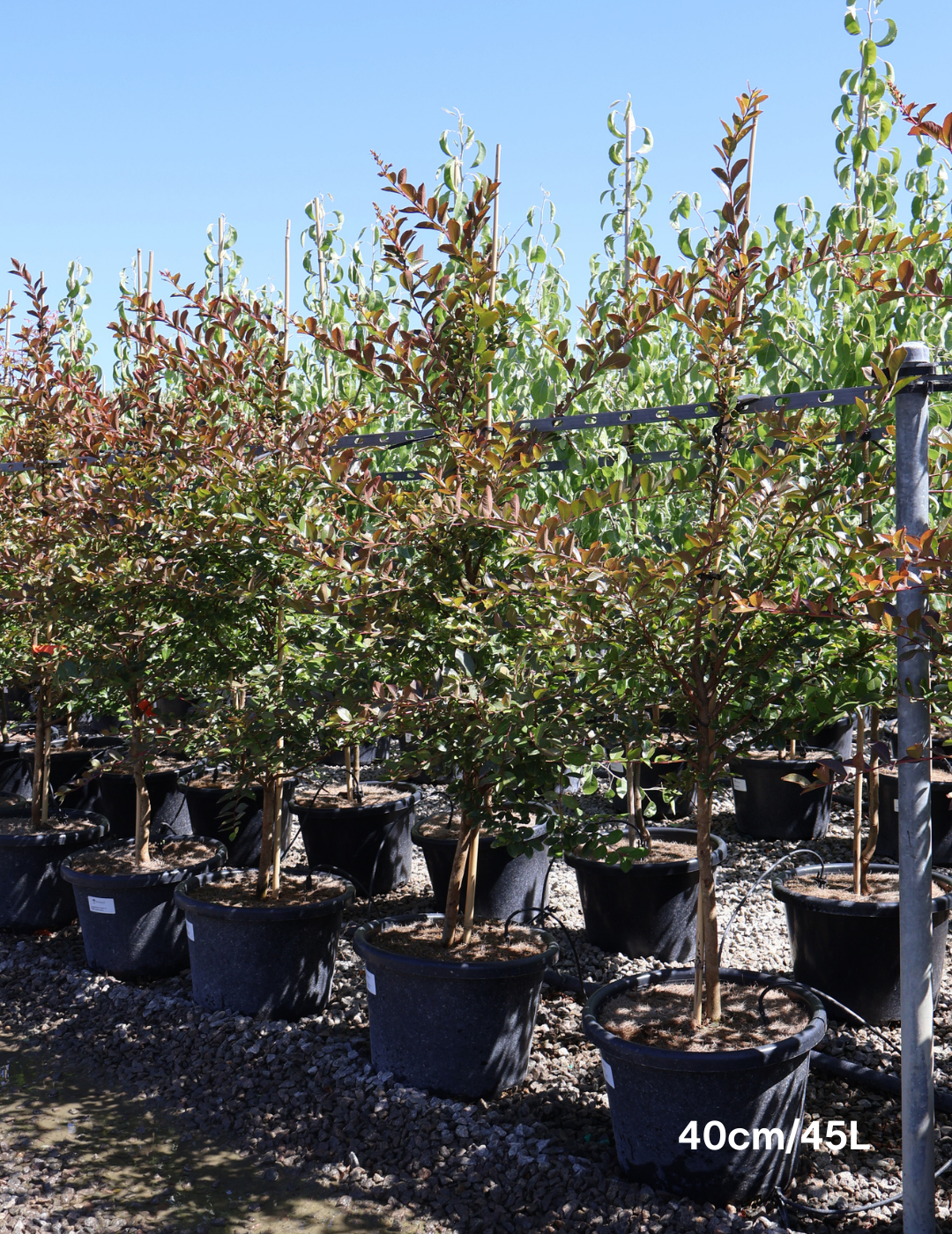 Lagerstroemia indica 'Hopi' (Pink) - Evergreen Trees Direct