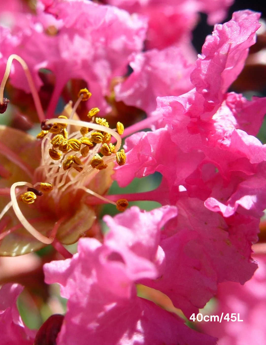 Lagerstroemia indica 'Hopi' (Pink) - Evergreen Trees Direct