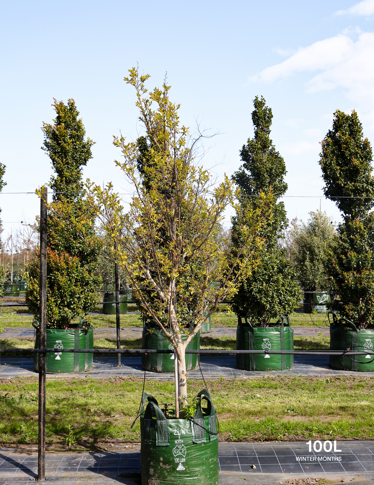 Lagerstroemia indica 'Zuni' - Crepe Myrtle