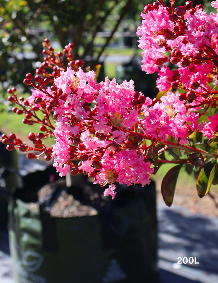 Lagerstroemia indica 'Zuni' - Crepe Myrtle