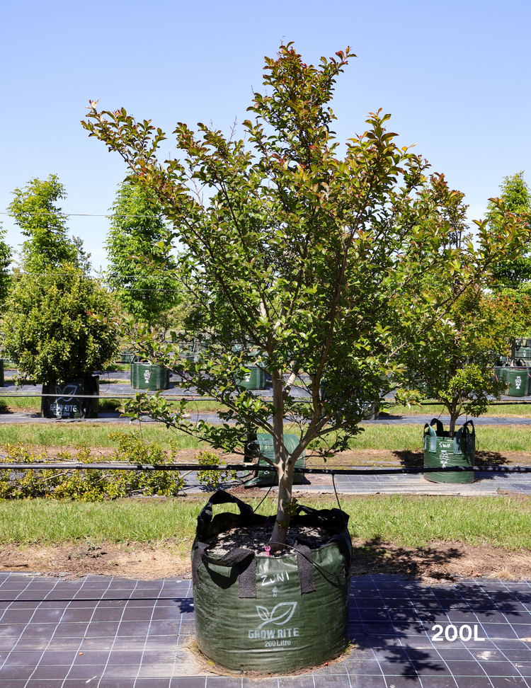 Lagerstroemia indica 'Zuni' - Crepe Myrtle