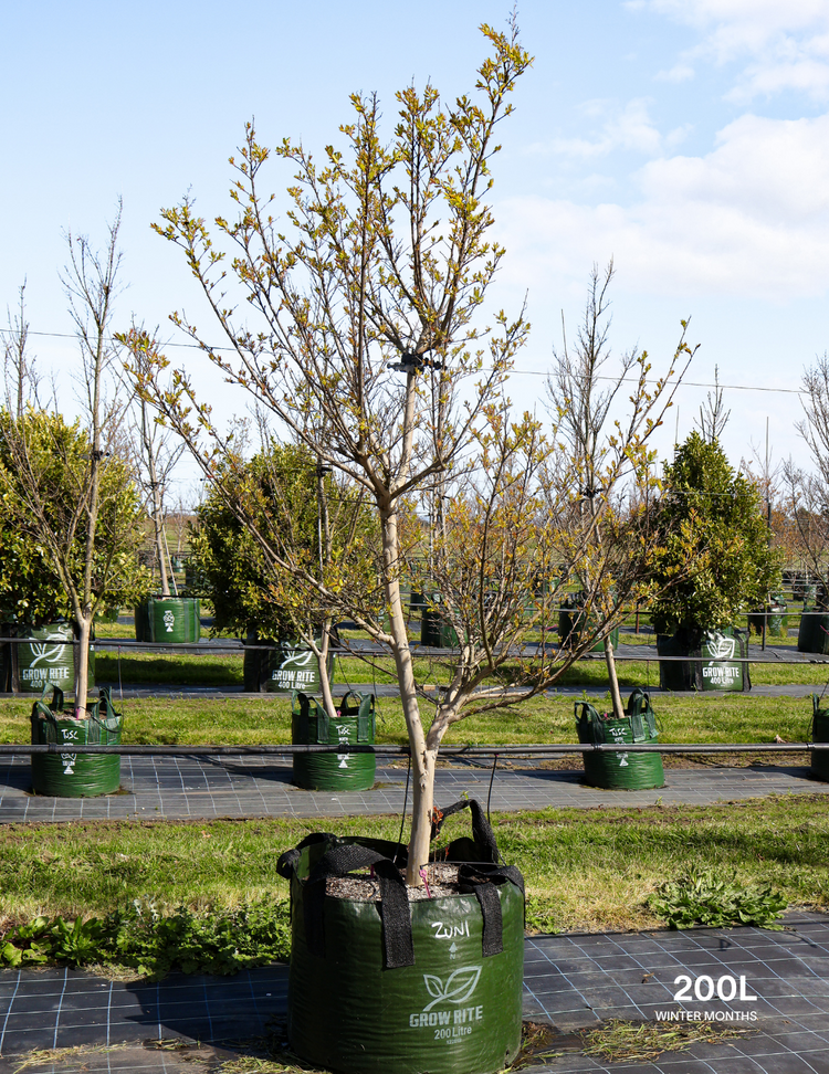 Lagerstroemia indica 'Zuni' - Crepe Myrtle