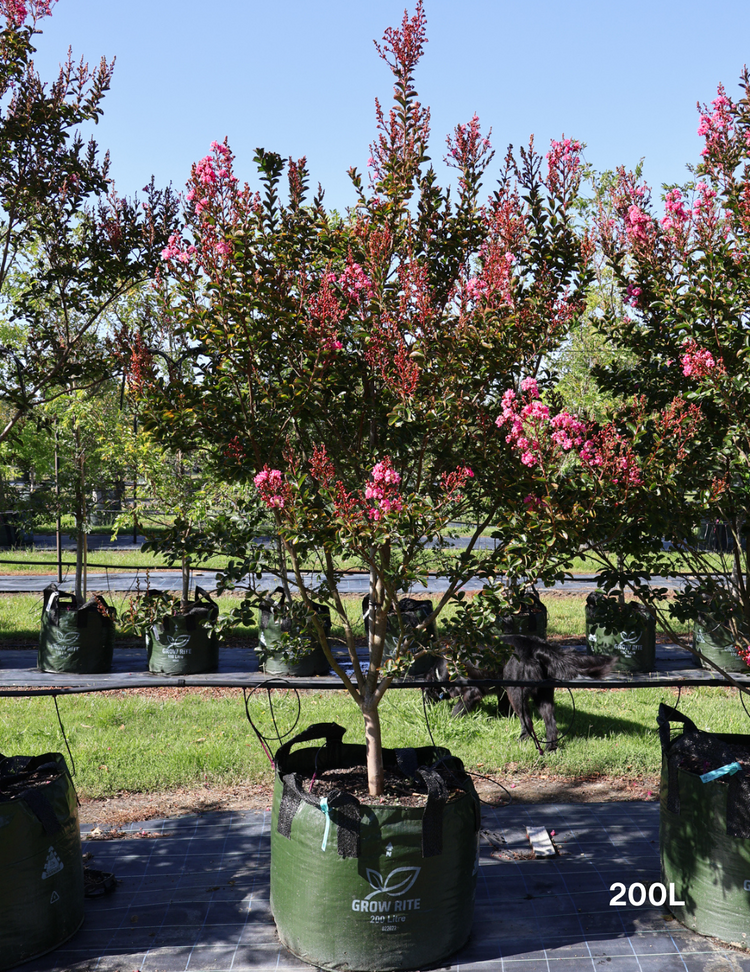 Lagerstroemia indica 'Zuni' - Crepe Myrtle