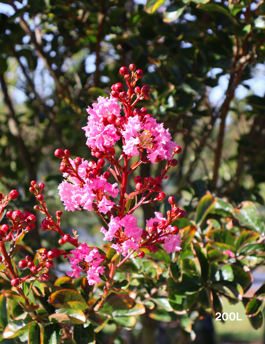 Lagerstroemia indica 'Zuni' - Crepe Myrtle