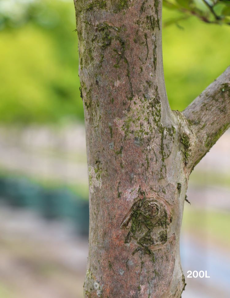 Lagerstroemia indica 'Zuni' - Crepe Myrtle