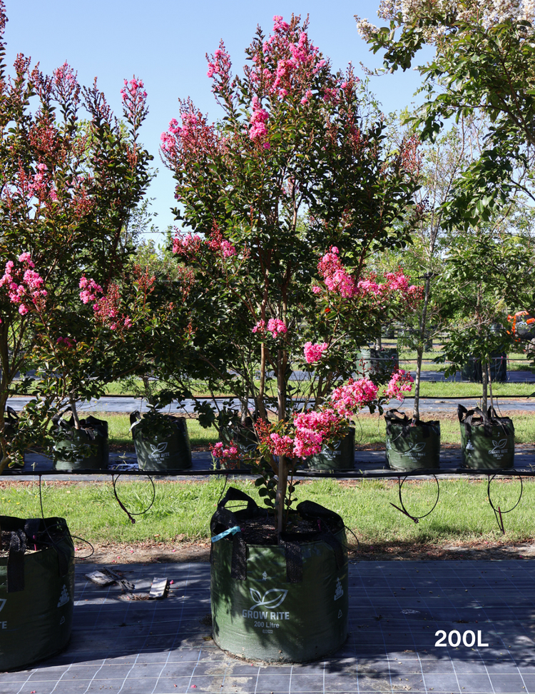 Lagerstroemia indica 'Zuni' - Crepe Myrtle