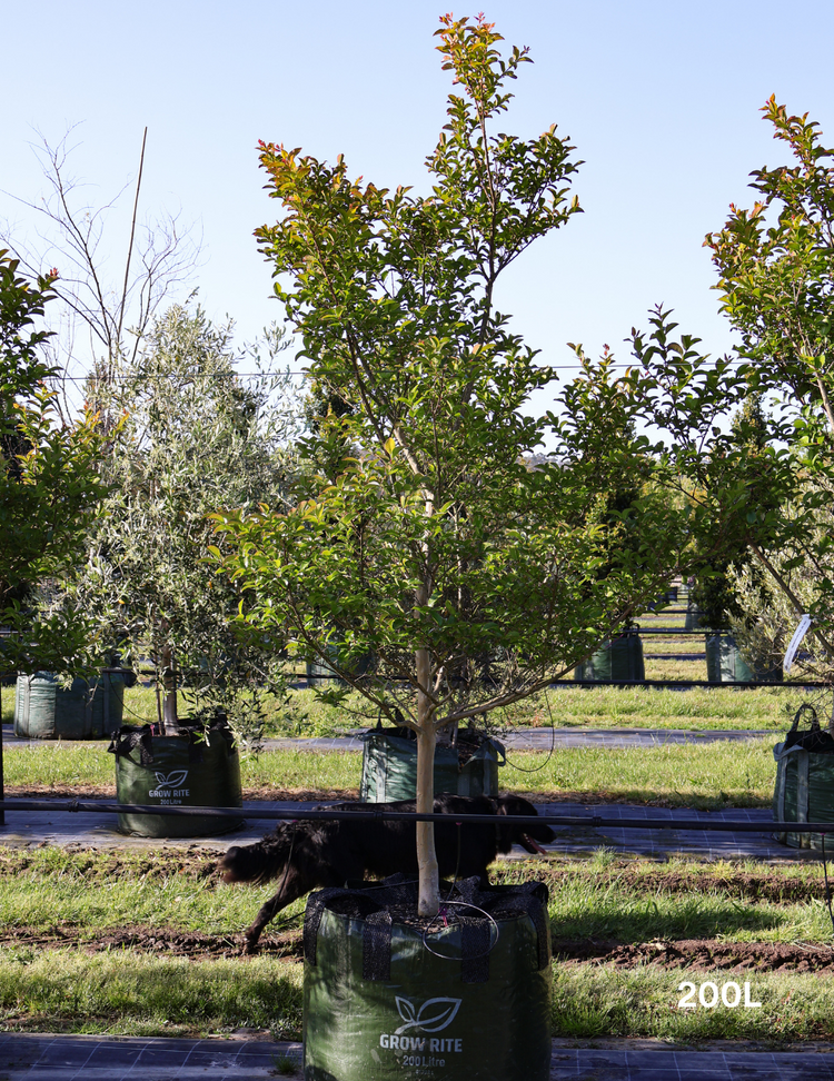 Lagerstroemia indica 'Zuni' - Crepe Myrtle