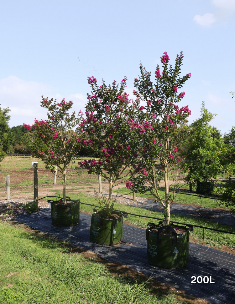 Lagerstroemia indica 'Zuni' - Crepe Myrtle