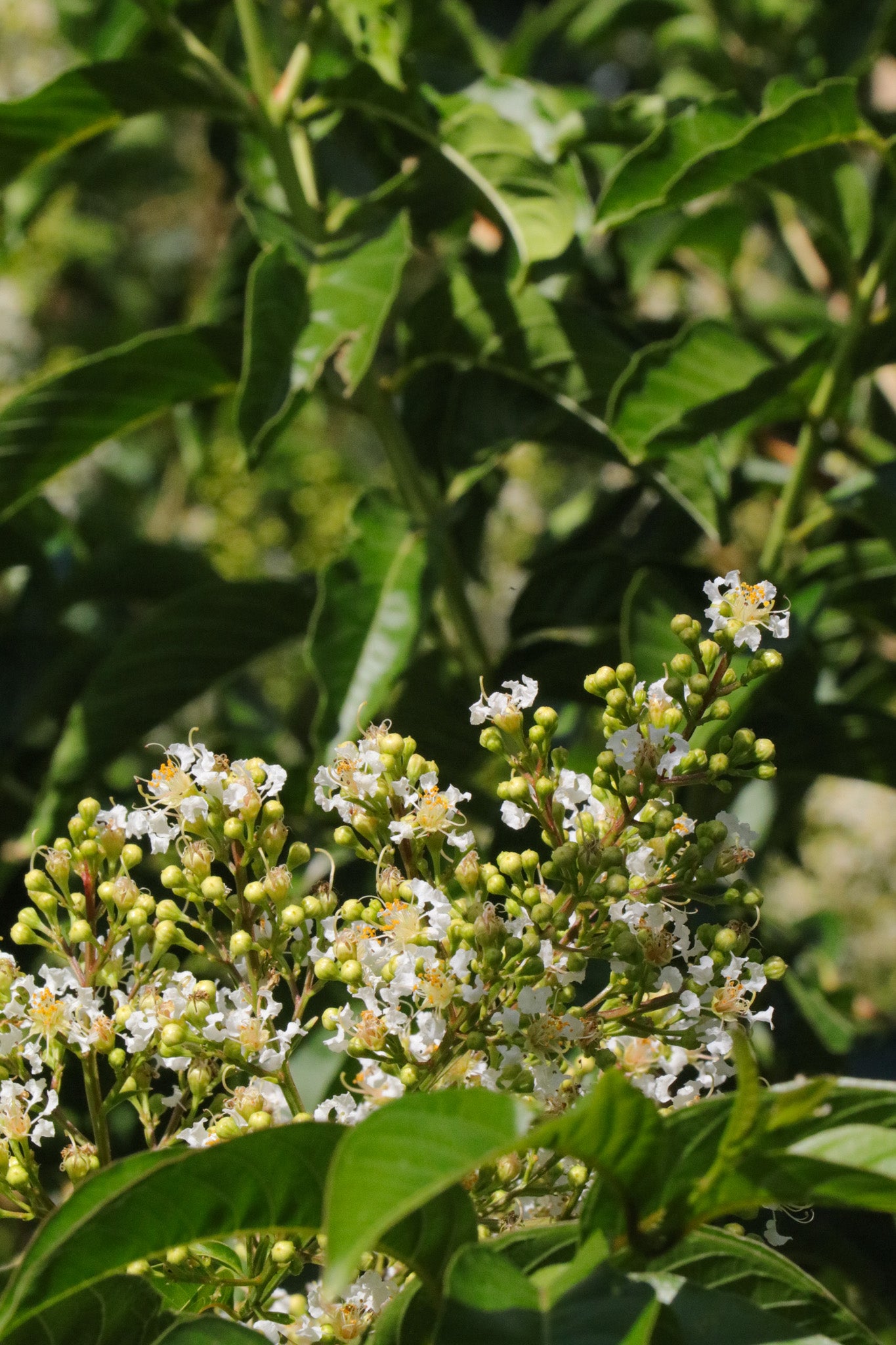 Lagerstroemia fauriei 'Fantasy' - White Crepe Myrtle