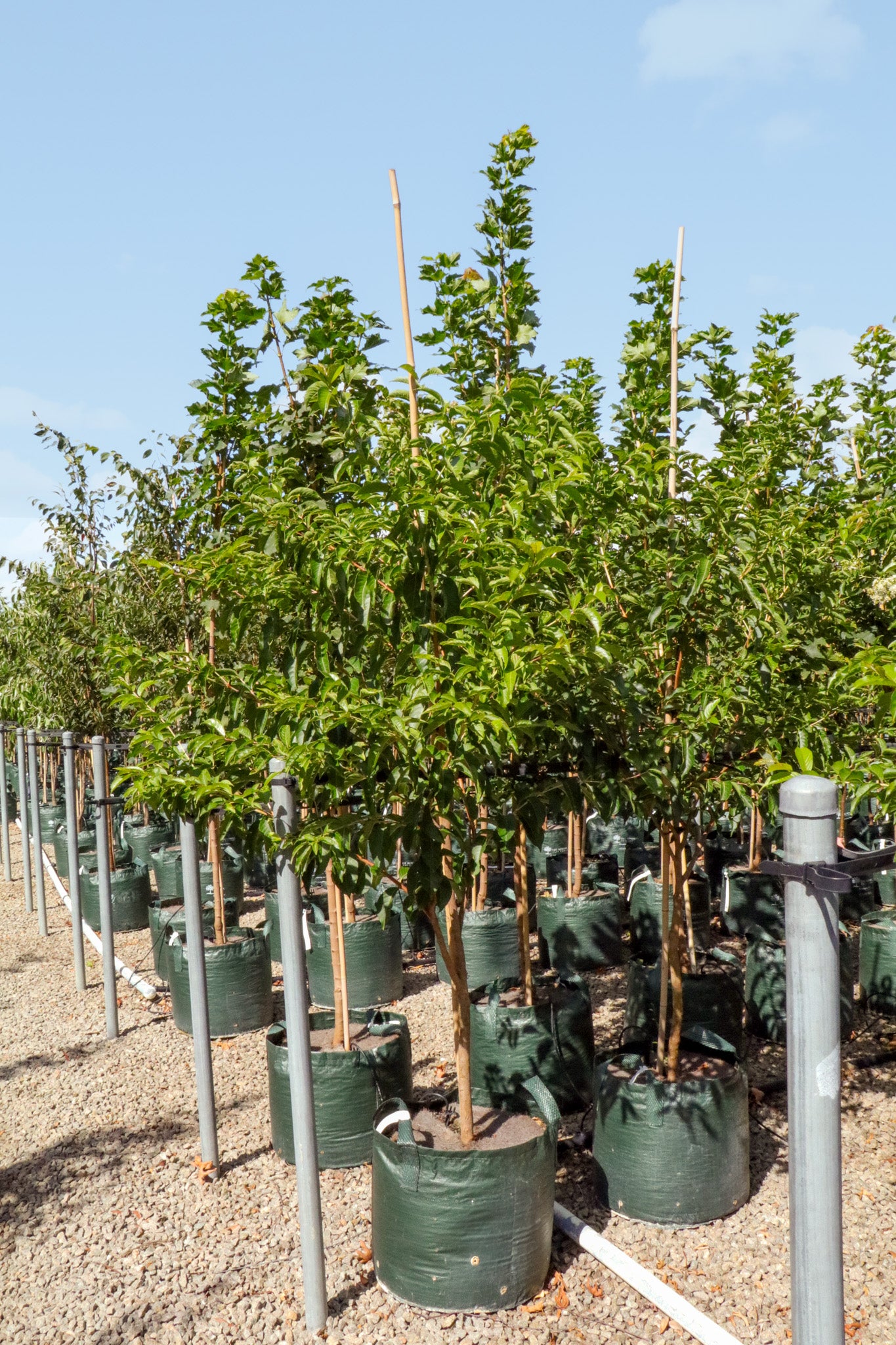 Lagerstroemia fauriei 'Fantasy' - White Crepe Myrtle