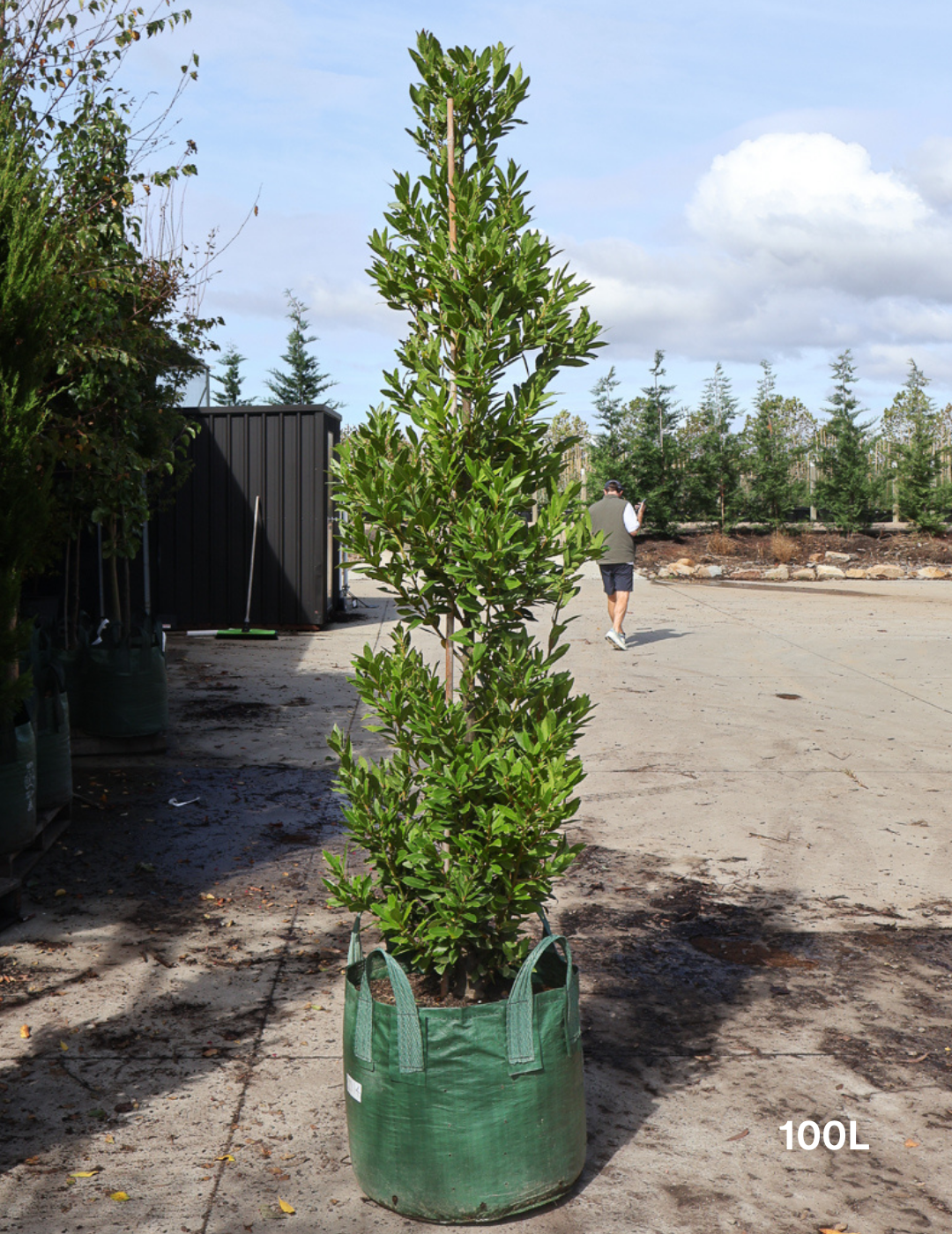 Laurus nobilis - Bay Tree - Evergreen Trees Direct