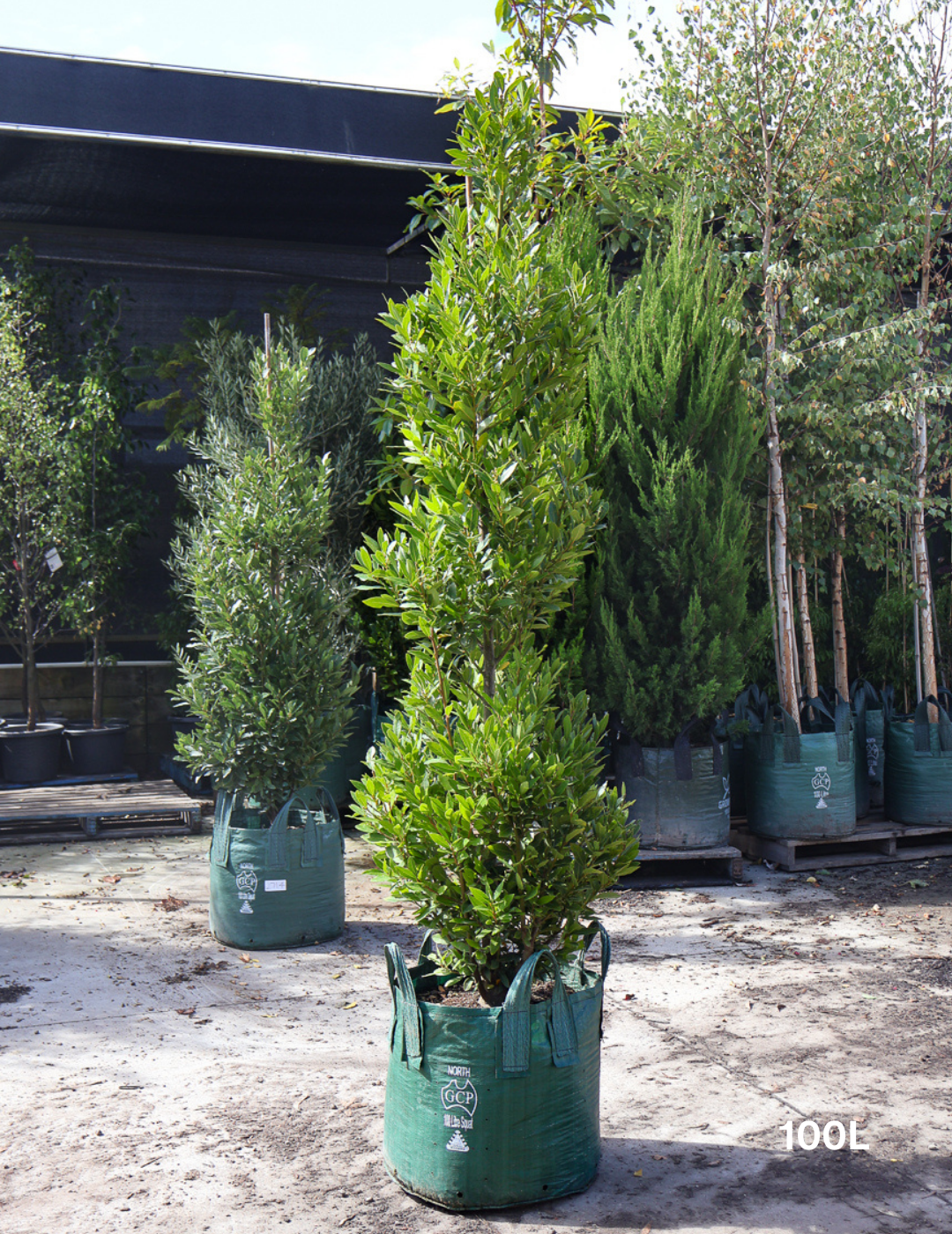 Laurus nobilis - Bay Tree - Evergreen Trees Direct