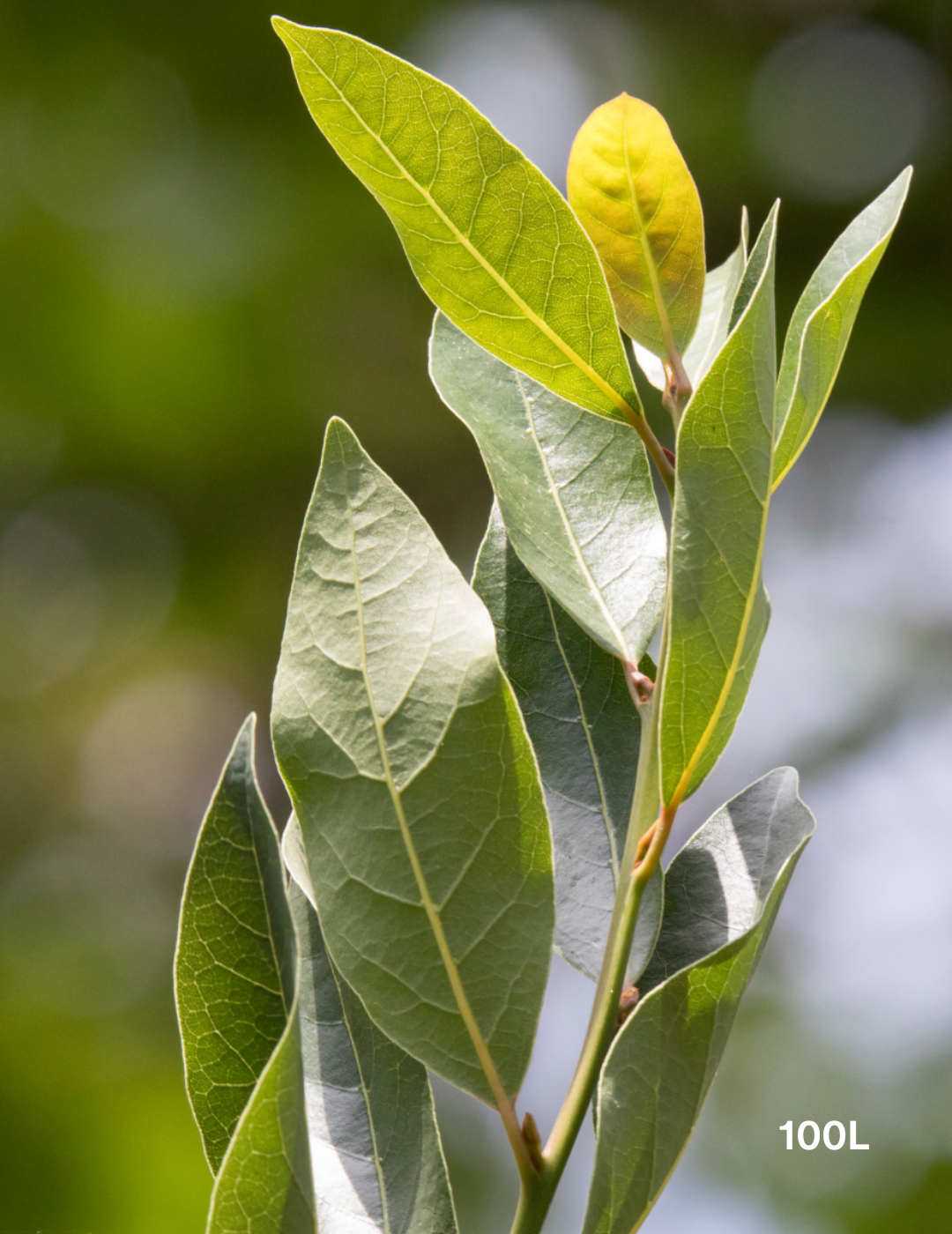 Laurus nobilis - Bay Tree - Evergreen Trees Direct