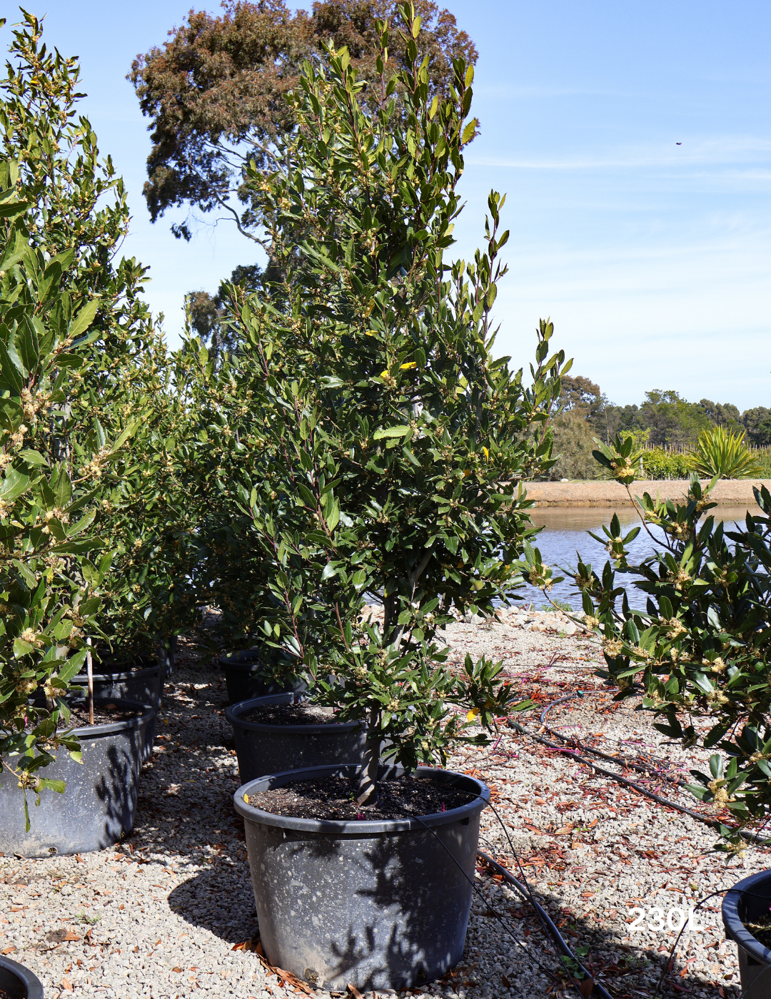 Laurus nobilis - Bay Tree - Evergreen Trees Direct