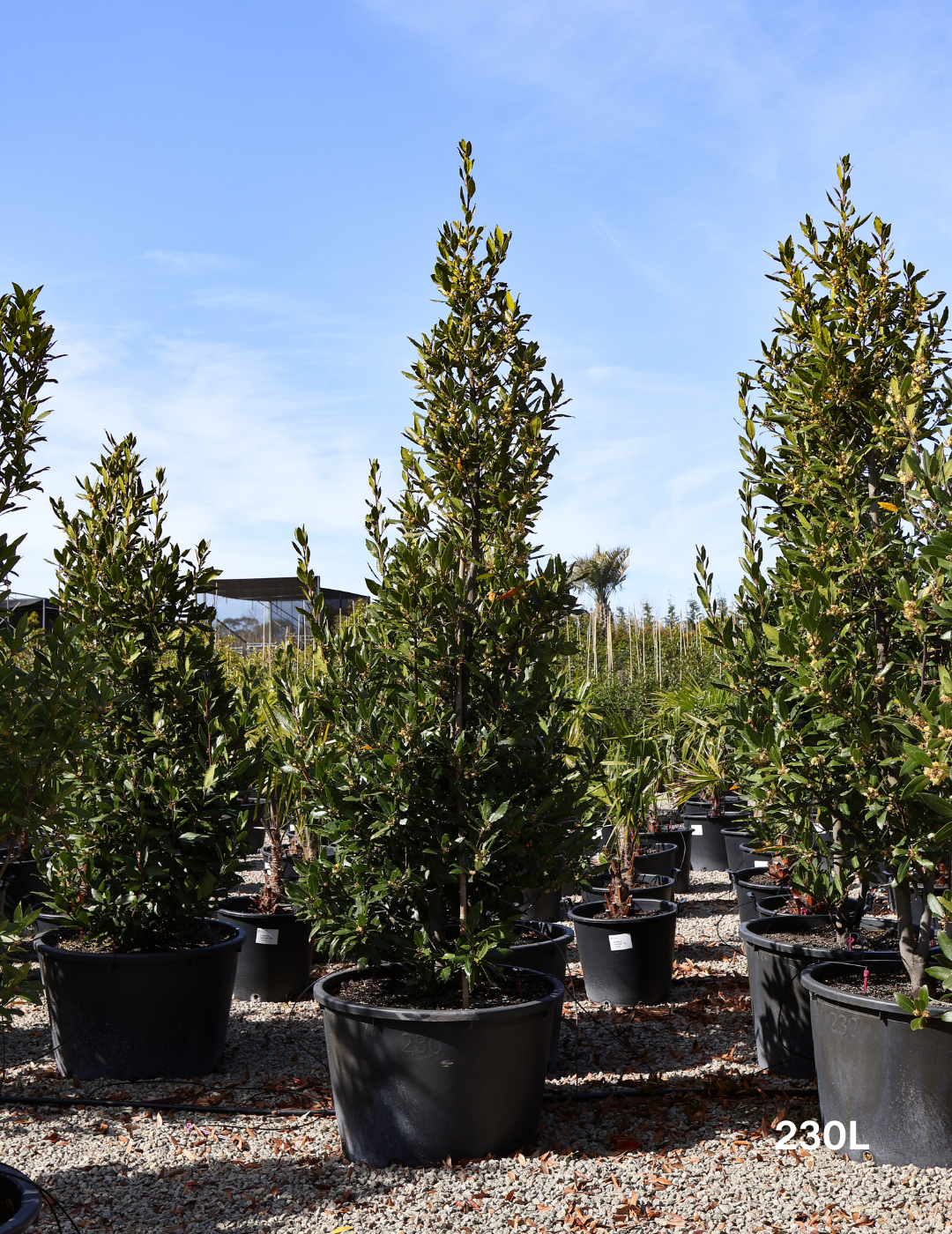 Laurus nobilis - Bay Tree - Evergreen Trees Direct