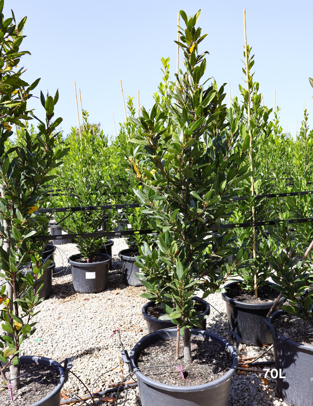 Laurus nobilis - Bay Tree - Evergreen Trees Direct