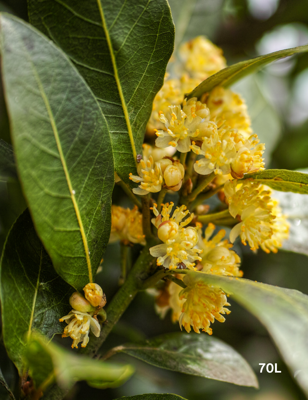 Laurus nobilis - Bay Tree - Evergreen Trees Direct