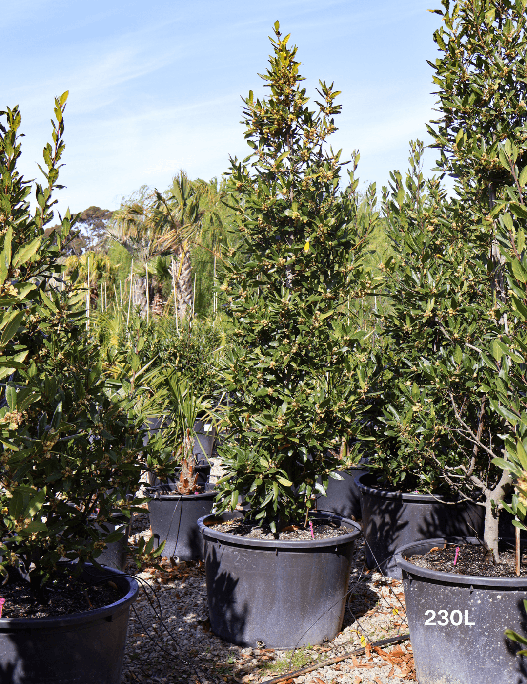 Laurus nobilis Miles Choice (Bay)